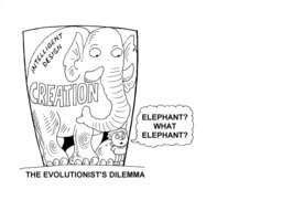 069_Evolution_Cartoons: Cartoons; Colour; Creation